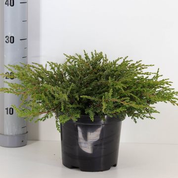 Juniperus communis 'Repanda'