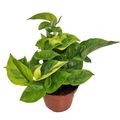 Epipremnum 'Lemon Joy'