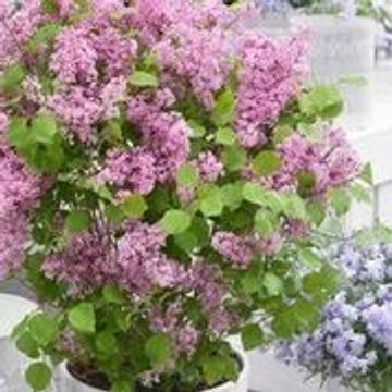 Syringa meyeri FLOWERFESTA PINK