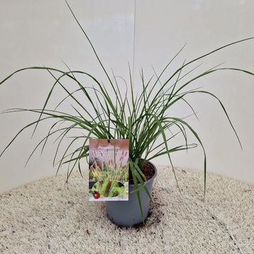 Pennisetum alopecuroides 'Viridescens'
