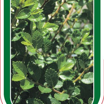 Ulmus parvifolia 'Sagei'