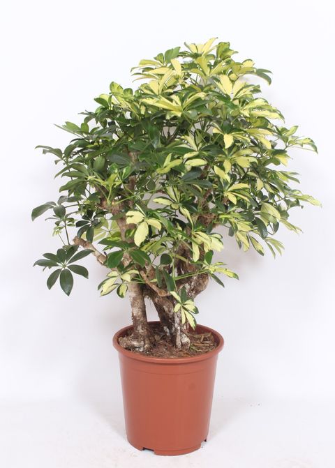 Schefflera arboricola 'Trinette'