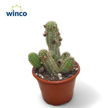 Chamaecereus silvestrii