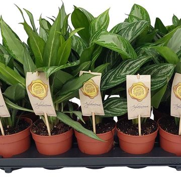 Aglaonema MIX