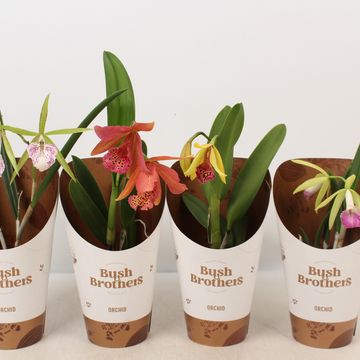 Brassavola MIX