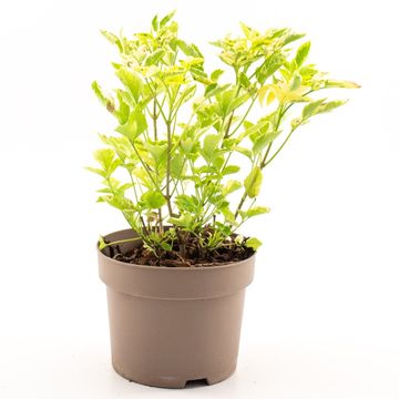 Sambucus nigra 'Madonna'