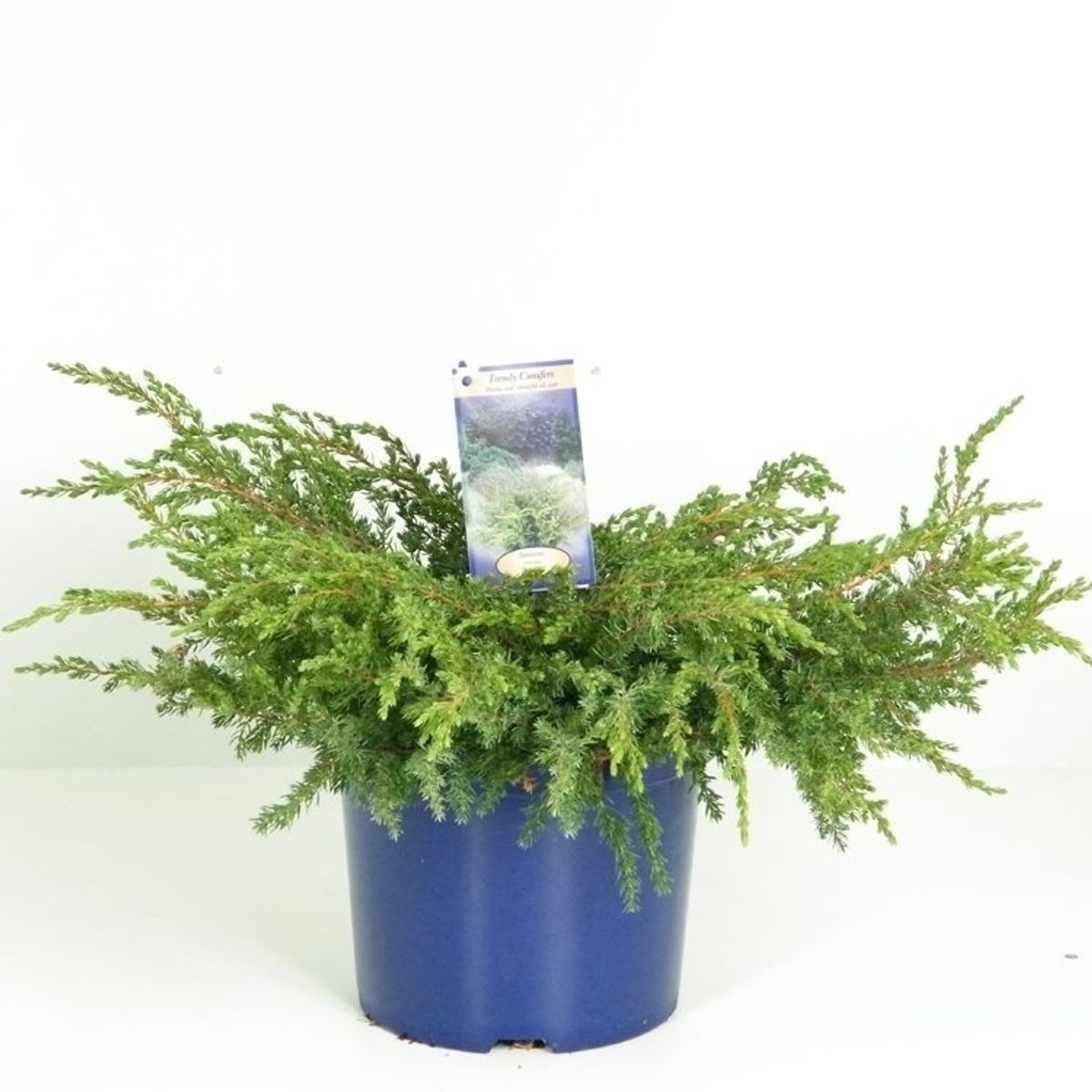 Juniperus Communis Repanda — Bitkiler Toptan Satış Floraccess 9944