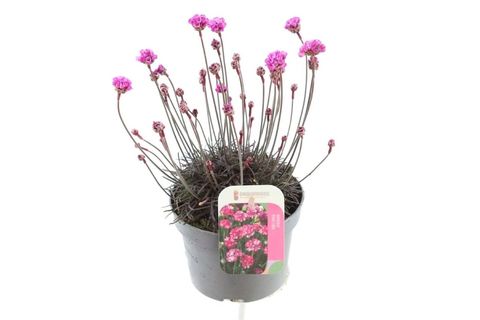 Armeria maritima 'Rubrifolia'