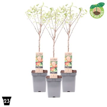 Malus domestica 'Elstar'