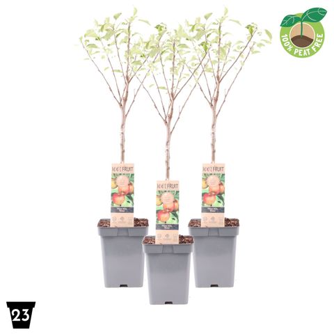 Malus domestica 'Elstar'