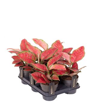 Aglaonema 'Cayenne Red'
