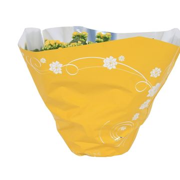 Kalanchoe blossfeldiana PERFECTA YELLOW