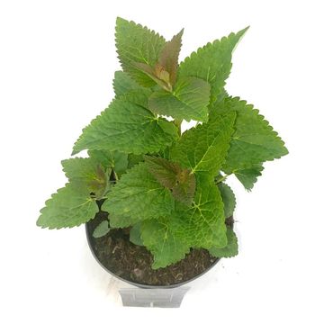 Agastache 'Blue Fortune'