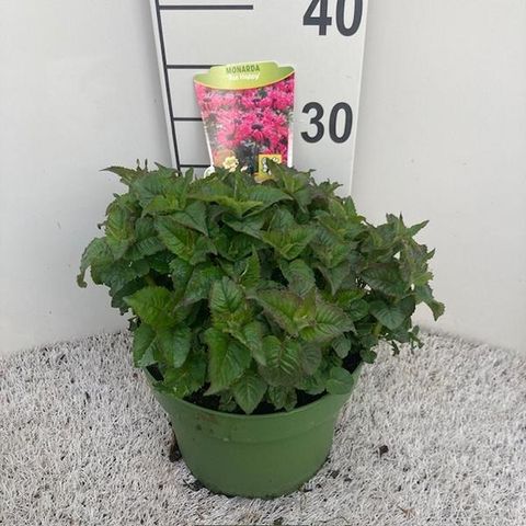 Monarda BEE-YOU BEE-HAPPY