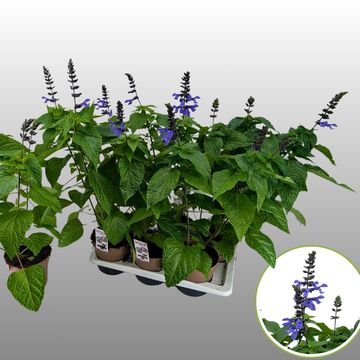 Salvia 'Black & Bloom'
