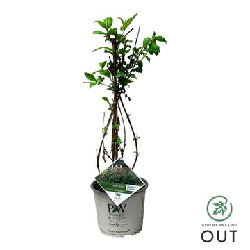 Buddleja 'Miss Ruby'