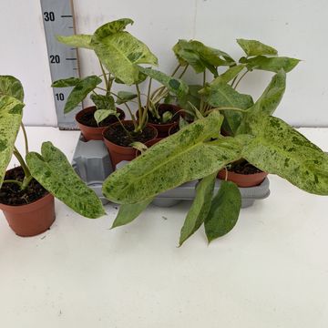 Philodendron 'Paraiso Verde'