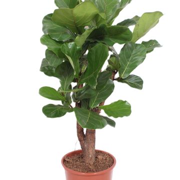 Ficus lyrata