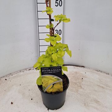 Hydrangea petiolaris BRIGHT SIDE