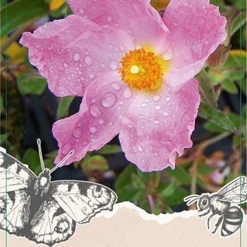 Cistus 'Silver Pink'