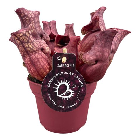 Sarracenia purpurea venosa 'Red'