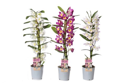 Dendrobium nobile MIX