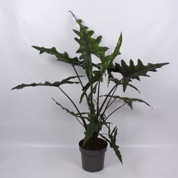 Alocasia SABRINA NARROW