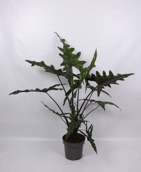 Alocasia SABRINA NARROW