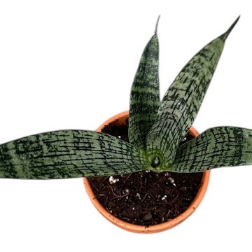 Sansevieria 'Everest'