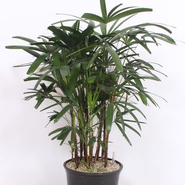 Rhapis excelsa