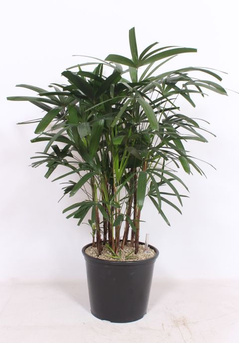 Rhapis excelsa