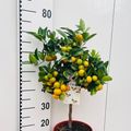 x Citrofortunella microcarpa