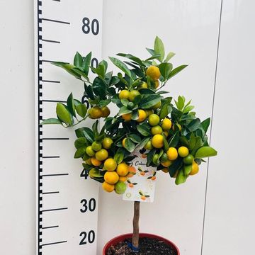 x Citrofortunella microcarpa