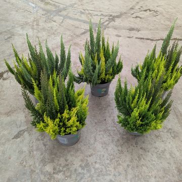 Calluna vulgaris SKYLINE MIX IN POT