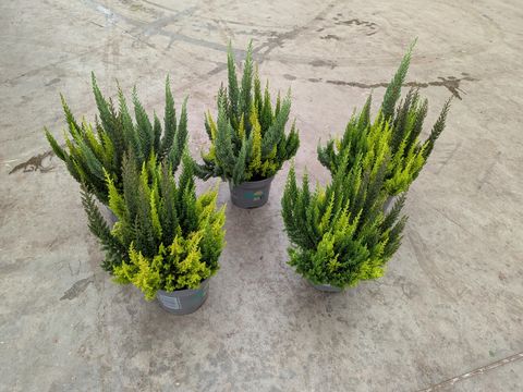 Calluna vulgaris SKYLINE MIX IN POT
