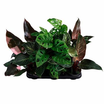 Houseplants MIX