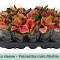 Euphorbia pulcherrima CHRISTMAS FEELINGS MARBLE