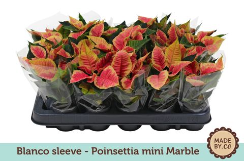 Euphorbia pulcherrima CHRISTMAS FEELINGS MARBLE