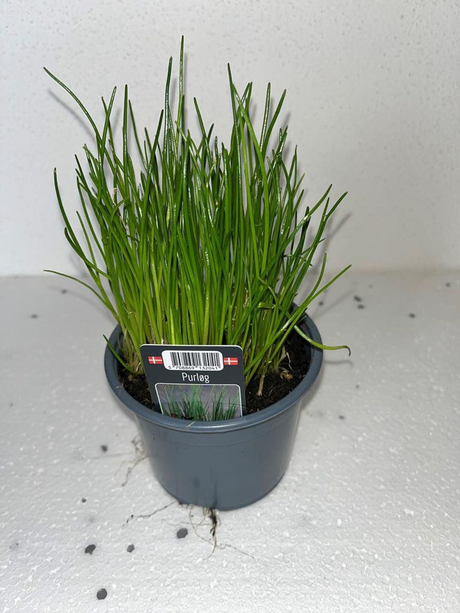 Allium schoenoprasum — Plant Wholesale FlorAccess