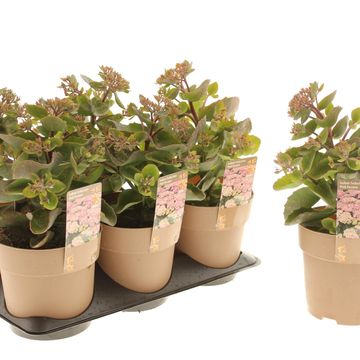 Sedum telephium SEDUCTION PINK PASSION