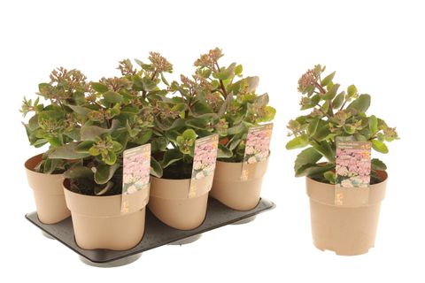 Sedum telephium SEDUCTION PINK PASSION