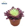 Aeonium 'Mardi Gras'