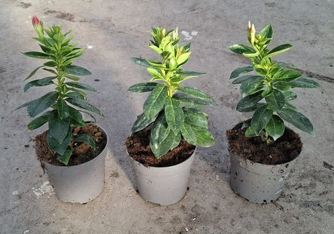 Mandevilla RIO DEEP RED