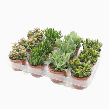 Crassula MIX