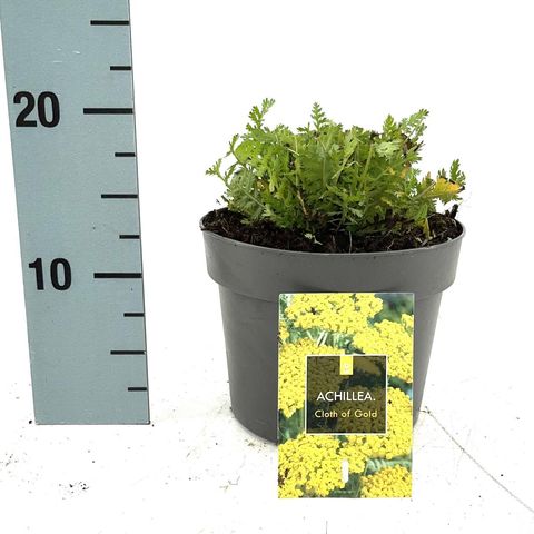 Achillea filipendulina 'Cloth of Gold'
