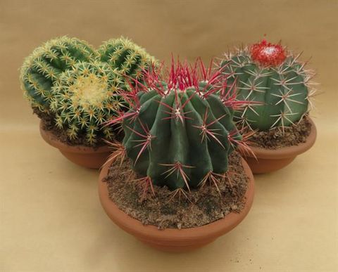 Cactus MIX