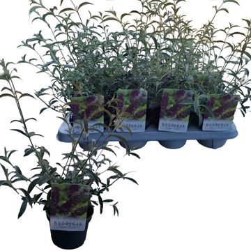 Buddleja davidii 'Nanho Purple'