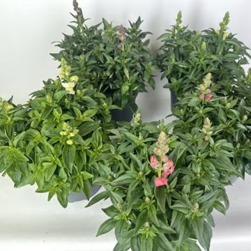 Antirrhinum majus MIX