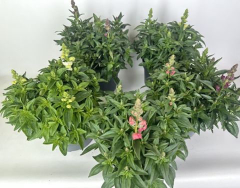 Antirrhinum majus MIX