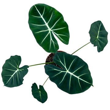 Alocasia micholitziana ROUND TYPE